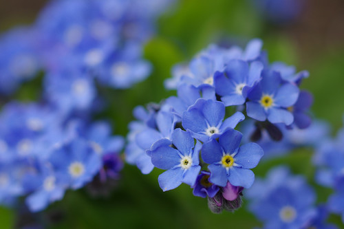 How Long Do Forget-Me-Nots Bloom?